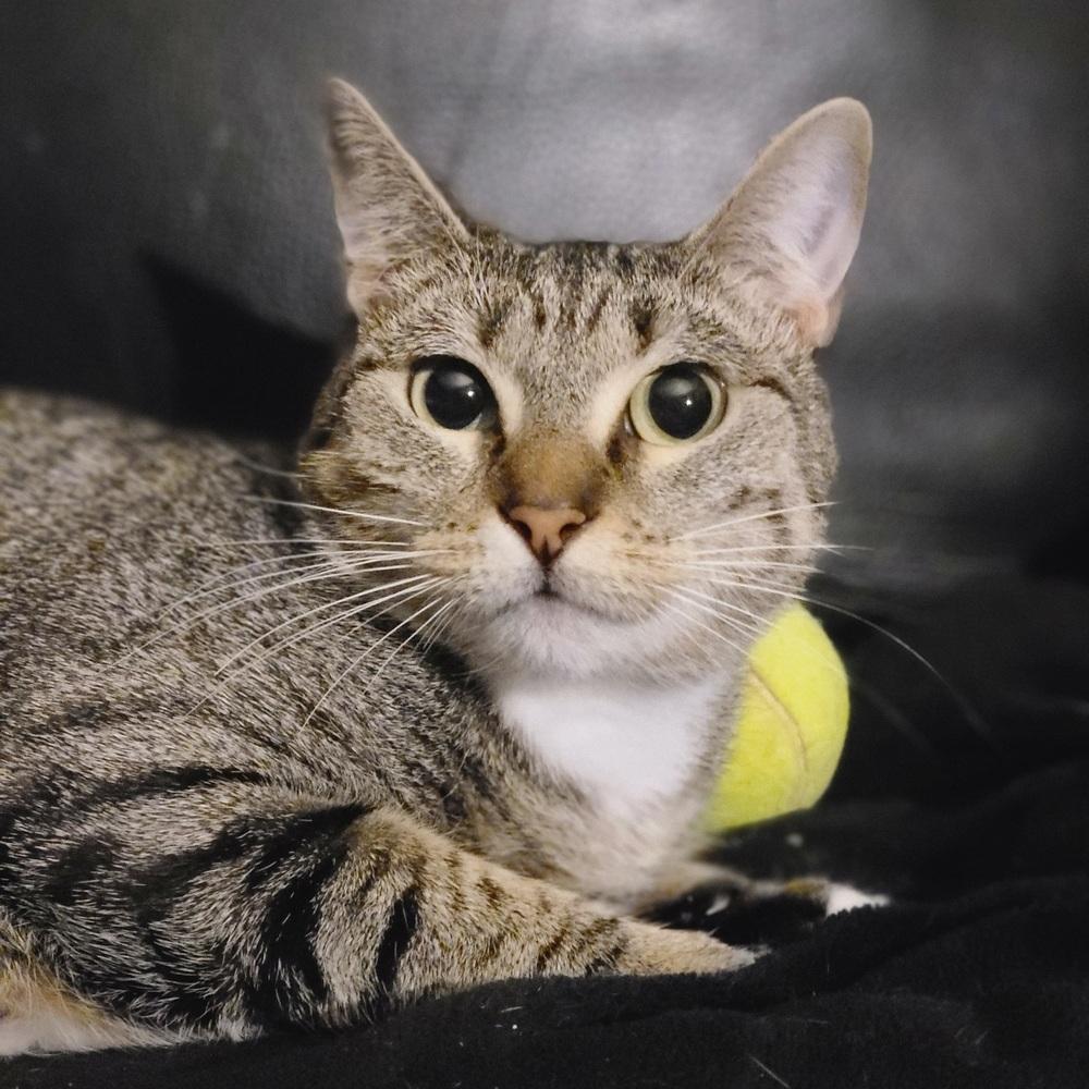 Enlarge Bree, a Adoptable Domestic Short Hair in Carrollton, TX image 1/1