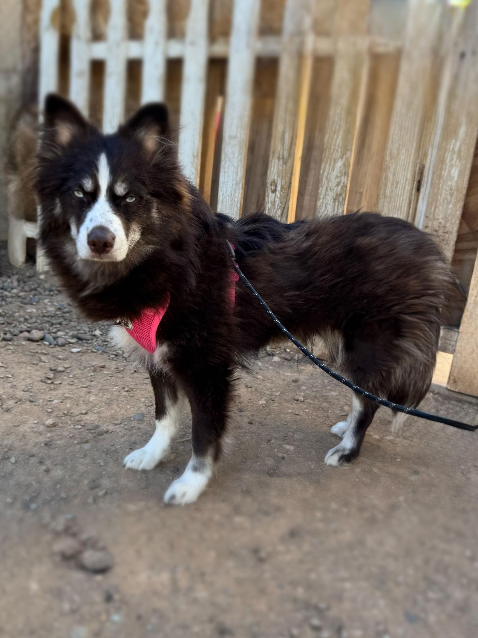 Peaches, Adopted, Puppy Female Pomeranian & Husky.