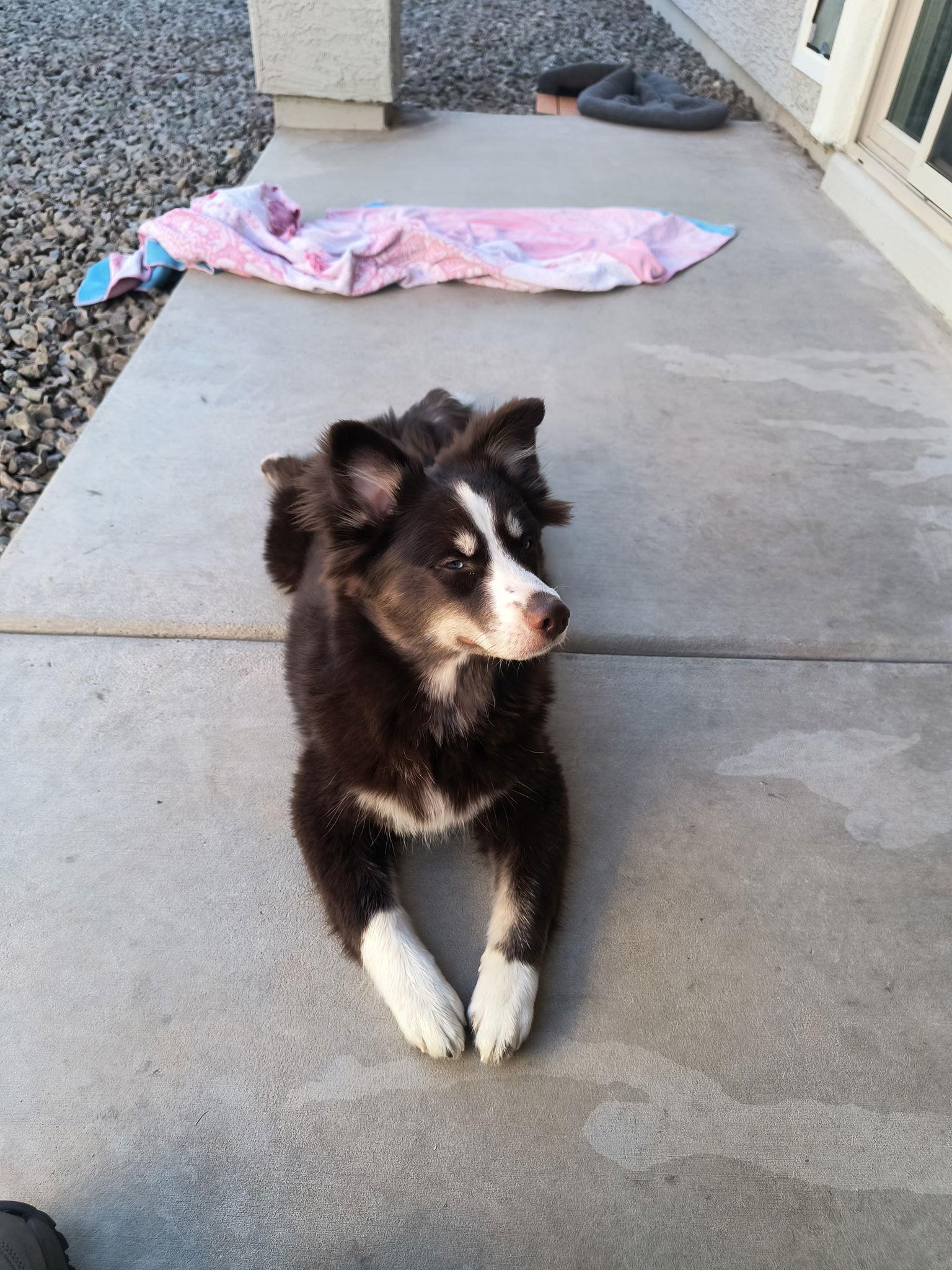 Enlarge Peaches, a Adopted mixed breed in PHOENIX, AZ image 2/2