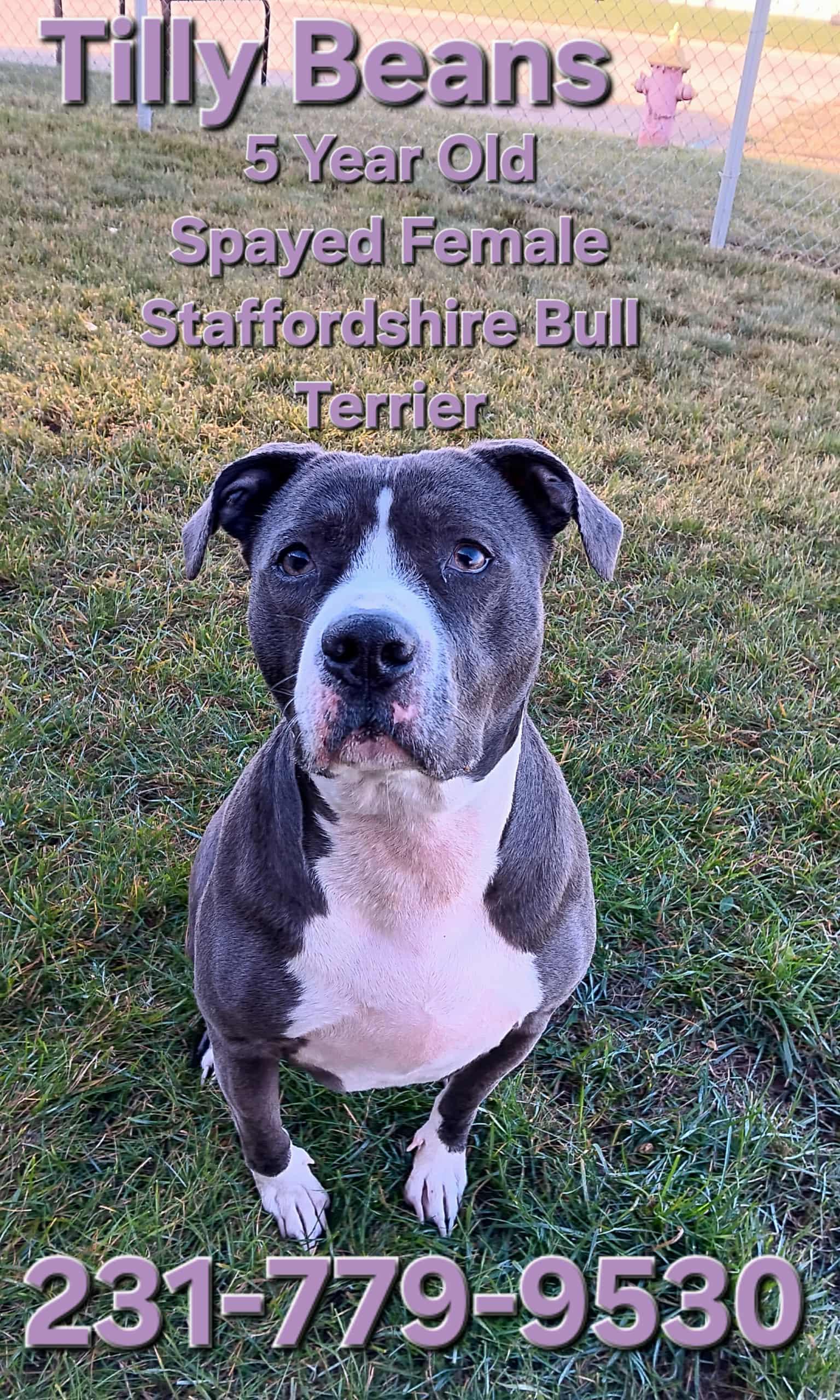 Enlarge TILLY BEANS, a Adoptable Staffordshire Bull Terrier in Cadillac, MI image 3/3