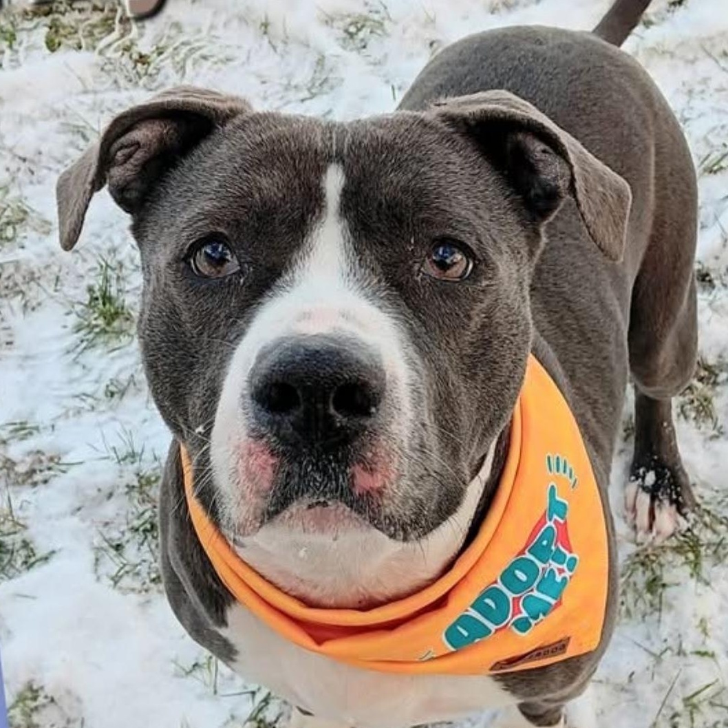 Enlarge TILLY BEANS, a Adoptable Staffordshire Bull Terrier in Cadillac, MI image 1/3