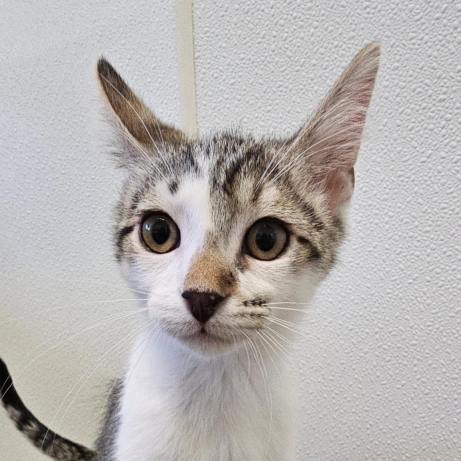 Enlarge Bladez, a Adoptable Domestic Short Hair in Waynesville, NC image 3/5