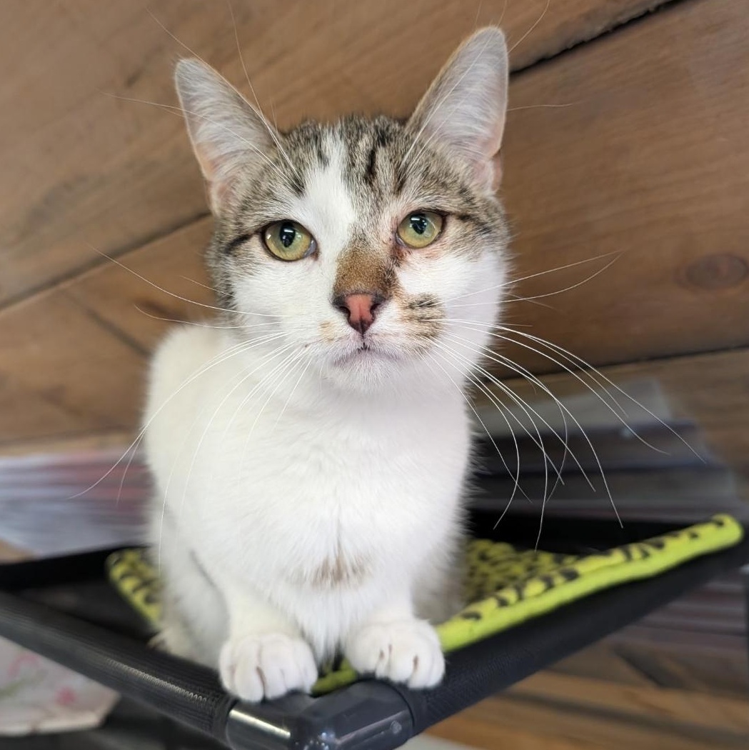 Bladez, Adoptable, Kitten Male Domestic Short Hair.