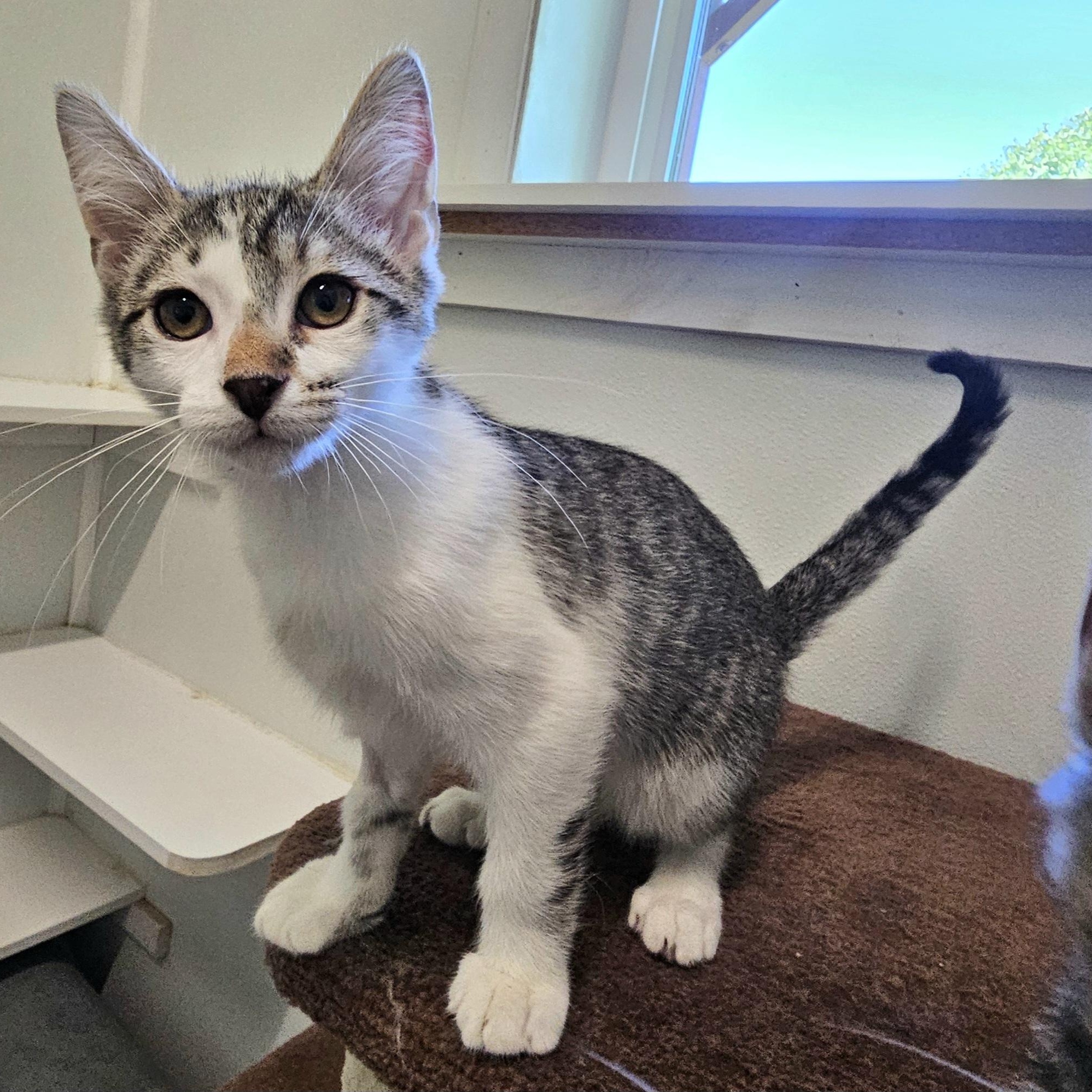 Enlarge Bladez, a Adoptable Domestic Short Hair in Waynesville, NC image 5/5