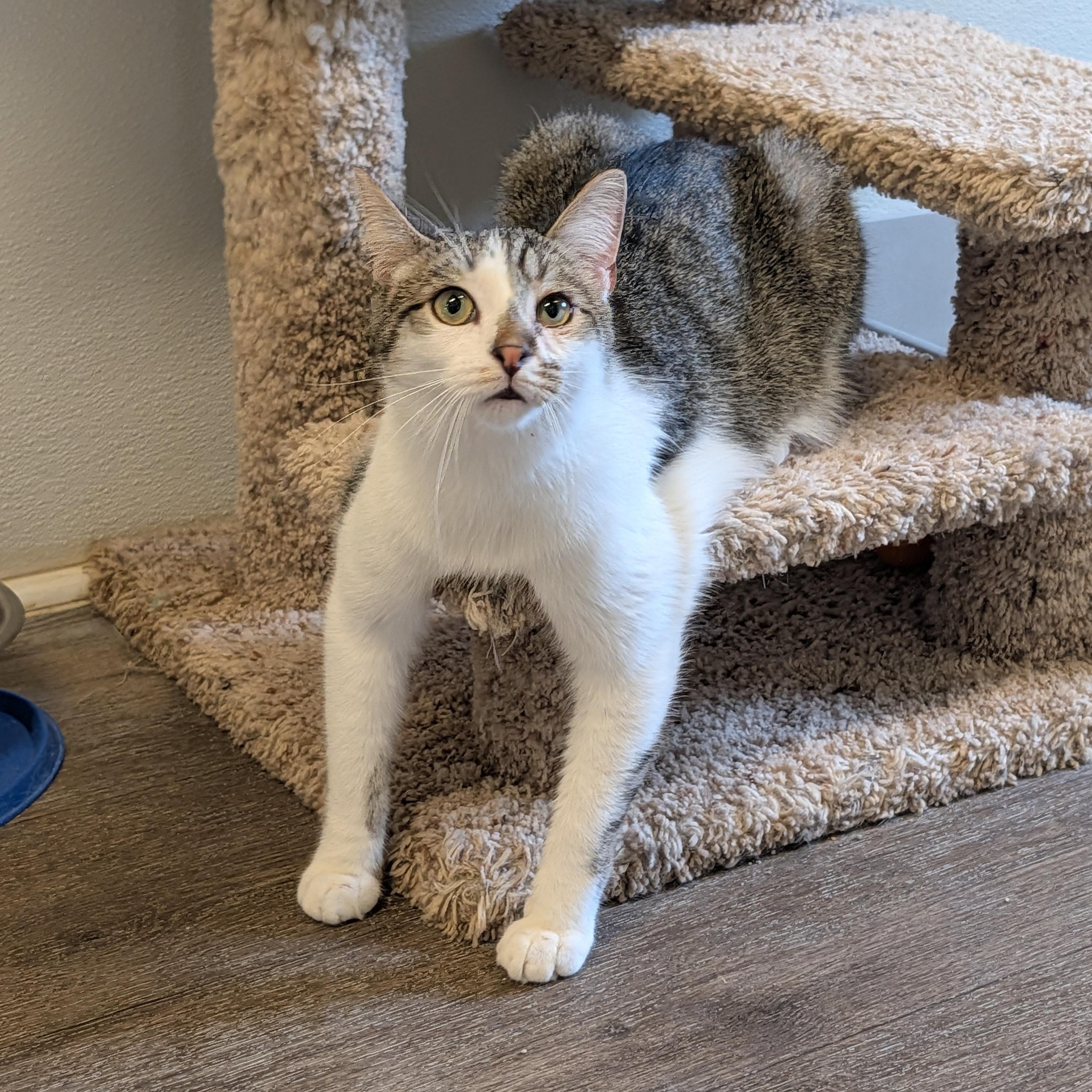Enlarge Bladez, a Adoptable Domestic Short Hair in Waynesville, NC image 1/6