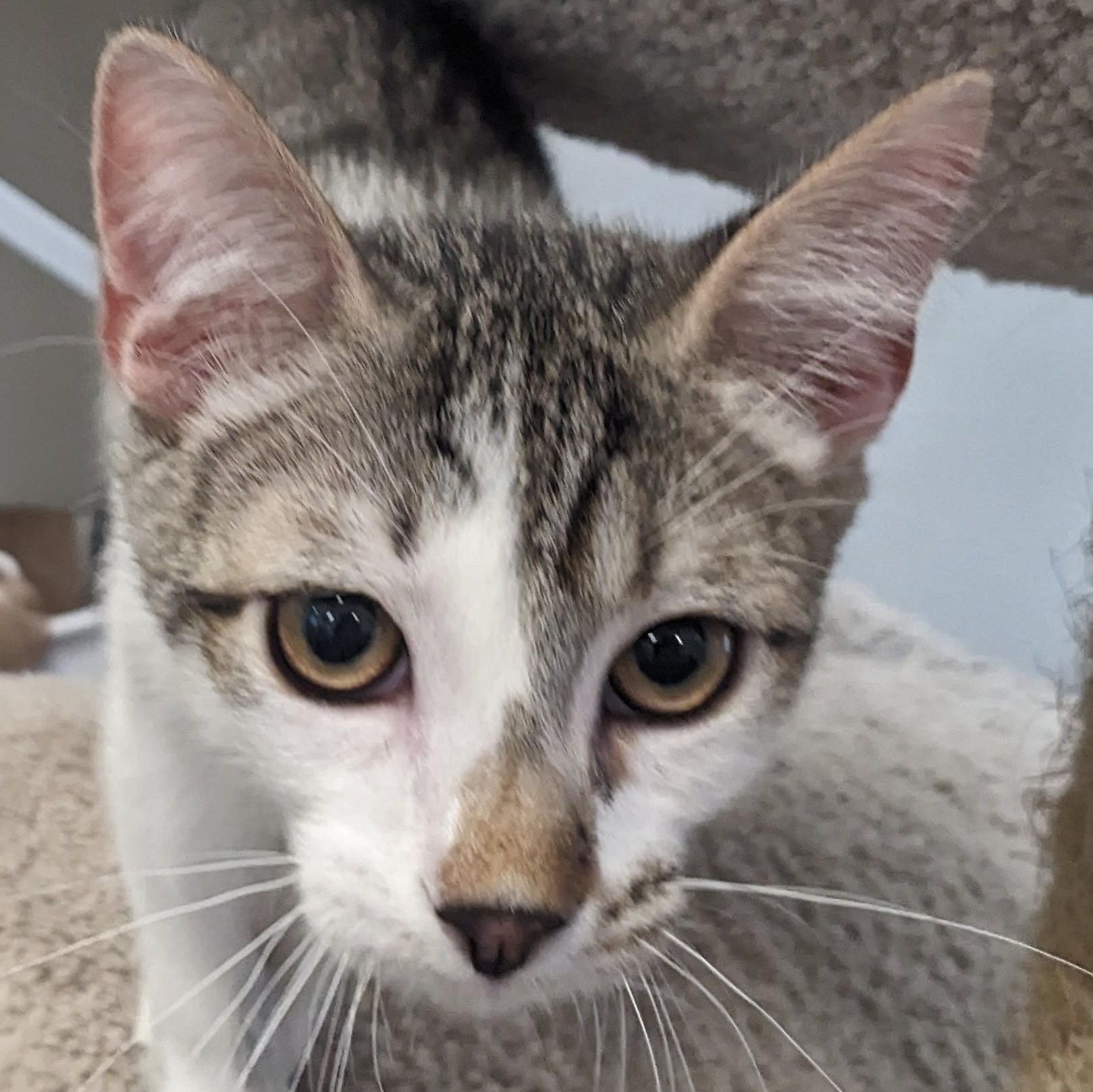 Enlarge Bladez, a Adoptable Domestic Short Hair in Waynesville, NC image 2/5