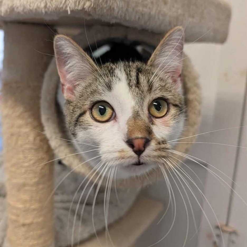 Bladez, Adoptable, Kitten Male Domestic Short Hair.