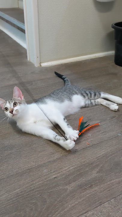 Enlarge Bladez, a Adoptable Domestic Short Hair in Waynesville, NC video 4/5