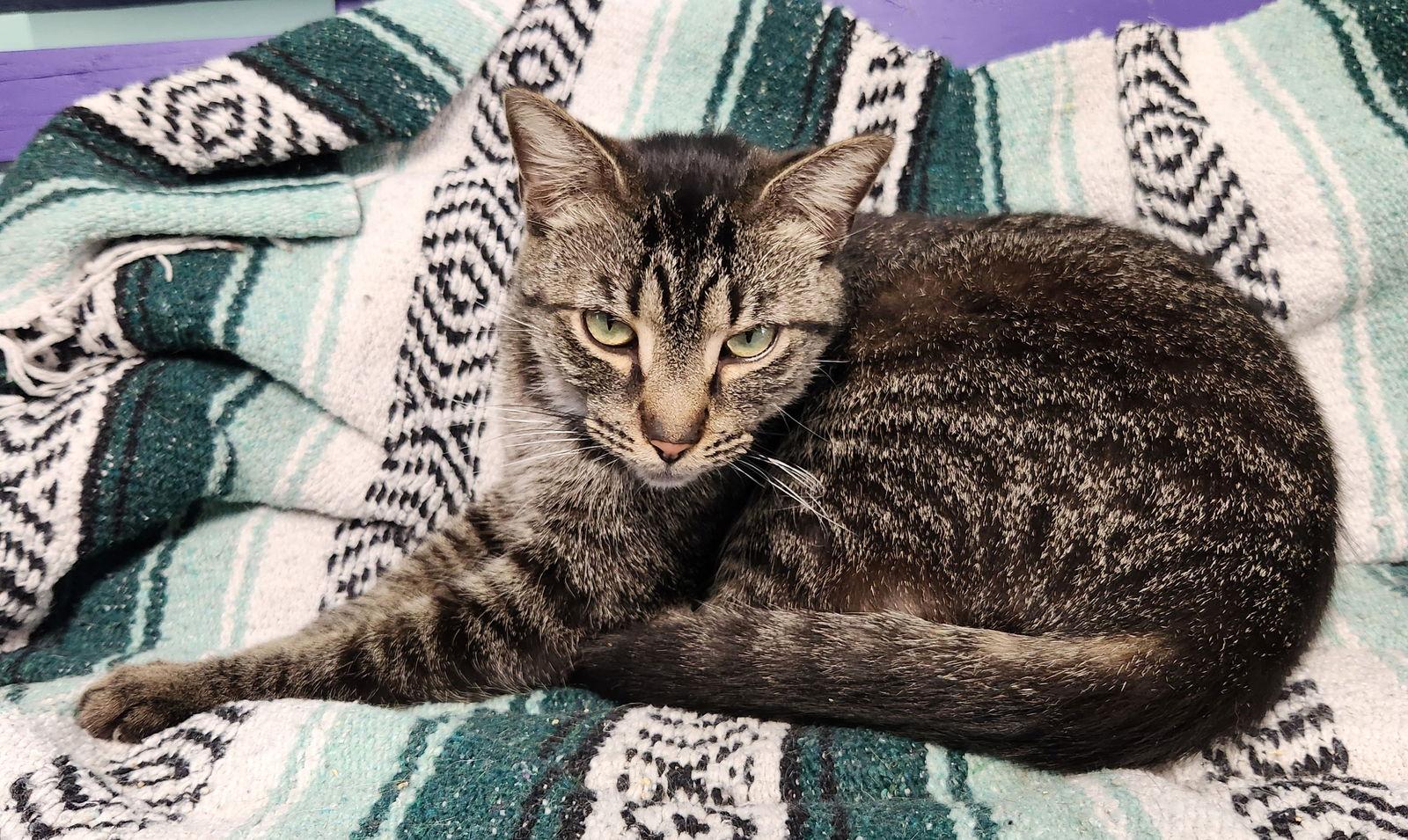 Sammy, Adoptable, Young Male Domestic Short Hair.