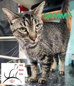 Sammy, a Adoptable Domestic Short Hair in Crossville, TN image 2/3