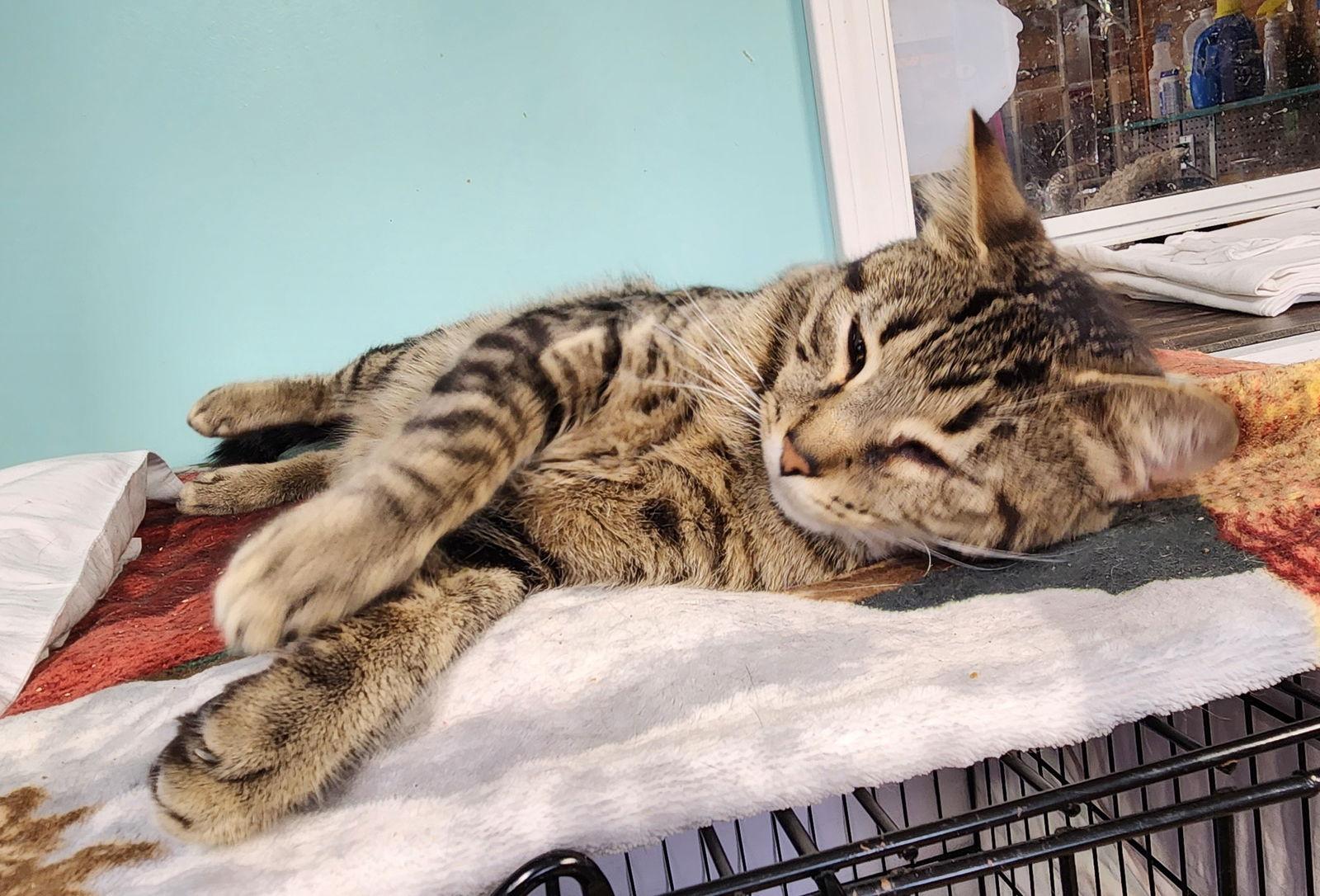 Sammy, a Adoptable Domestic Short Hair in Crossville, TN image 3/3