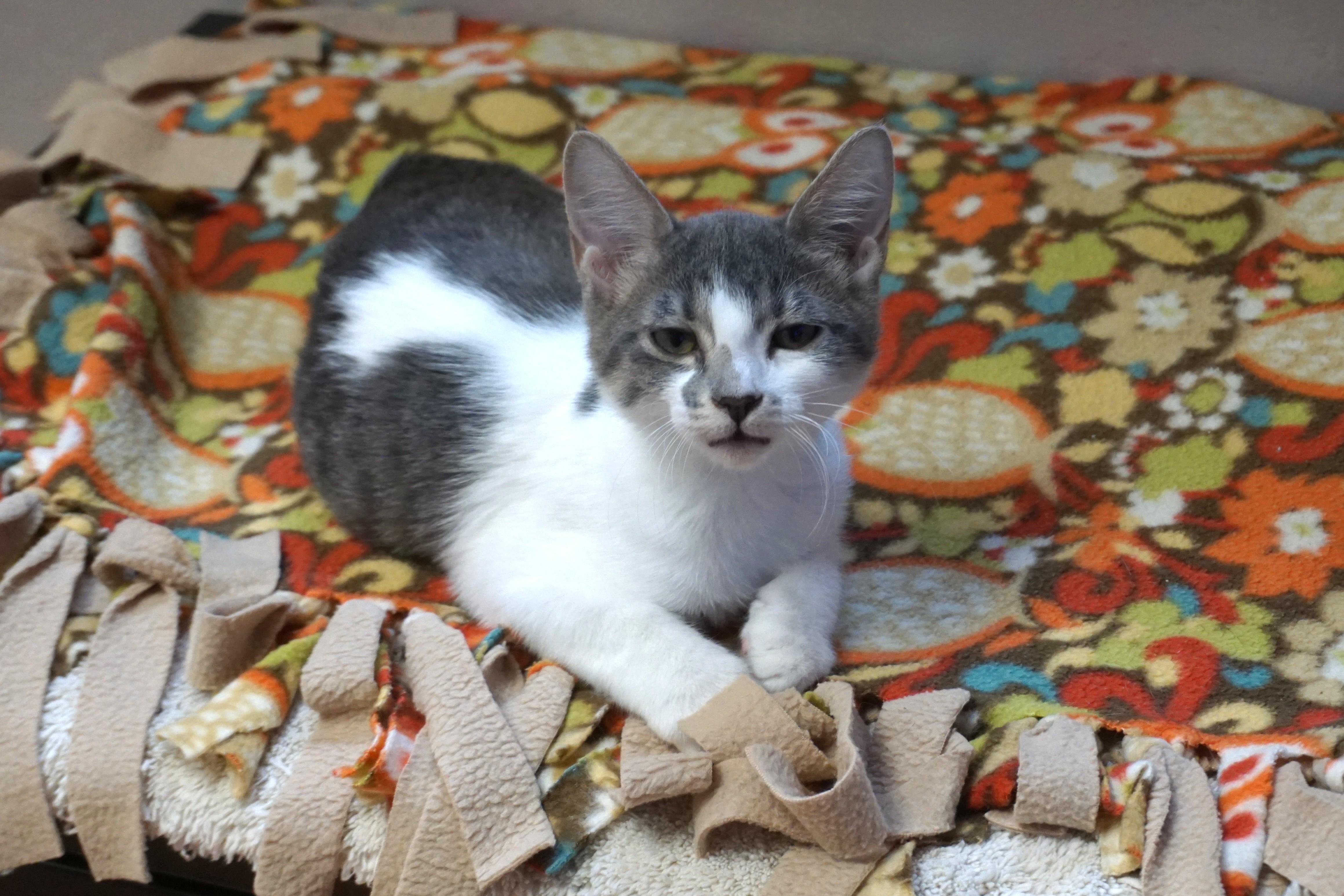 Enlarge Music, a Adoptable Domestic Short Hair in Fountain Hills, AZ image 3/3