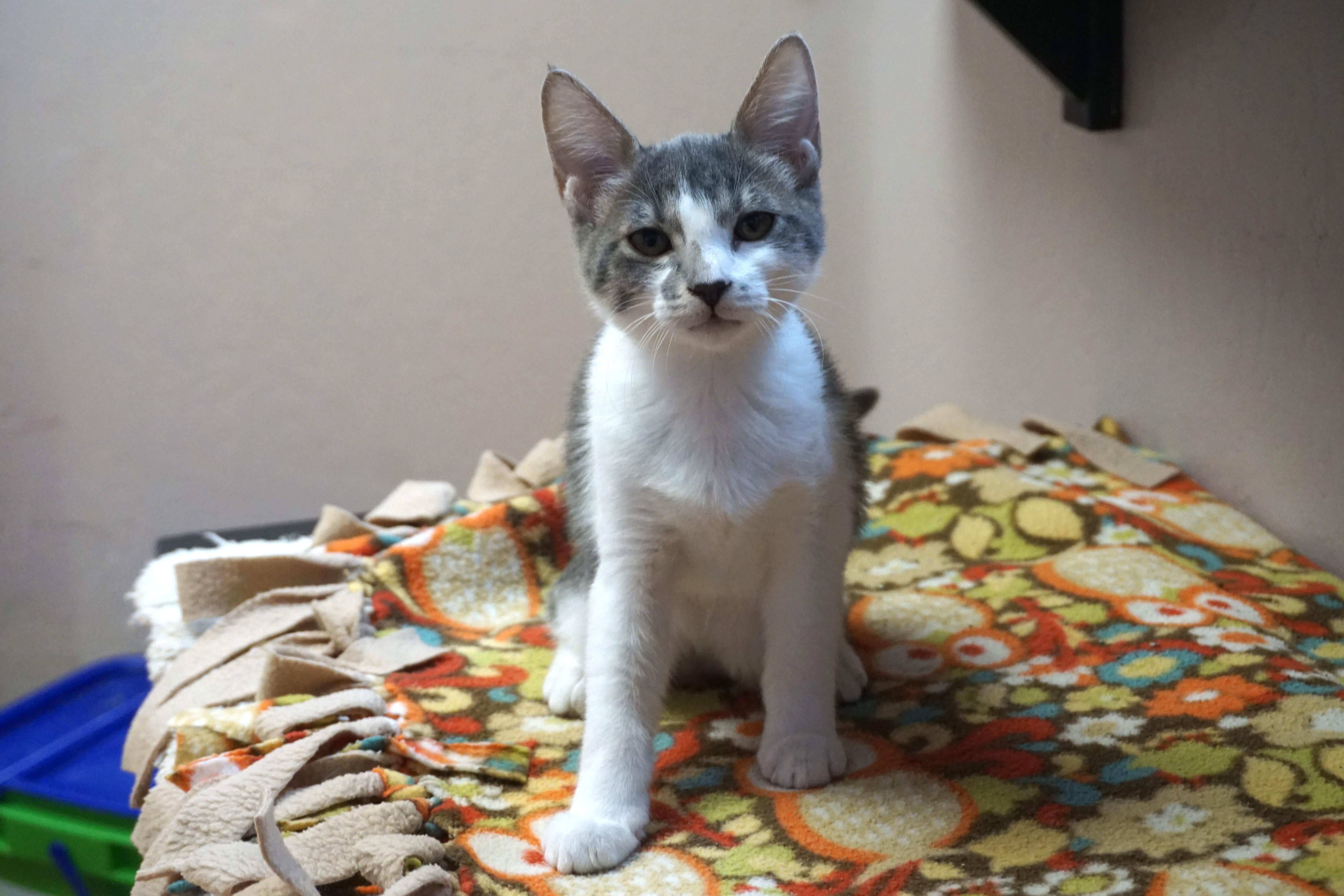 Enlarge Music, a Adoptable Domestic Short Hair in Fountain Hills, AZ image 2/3