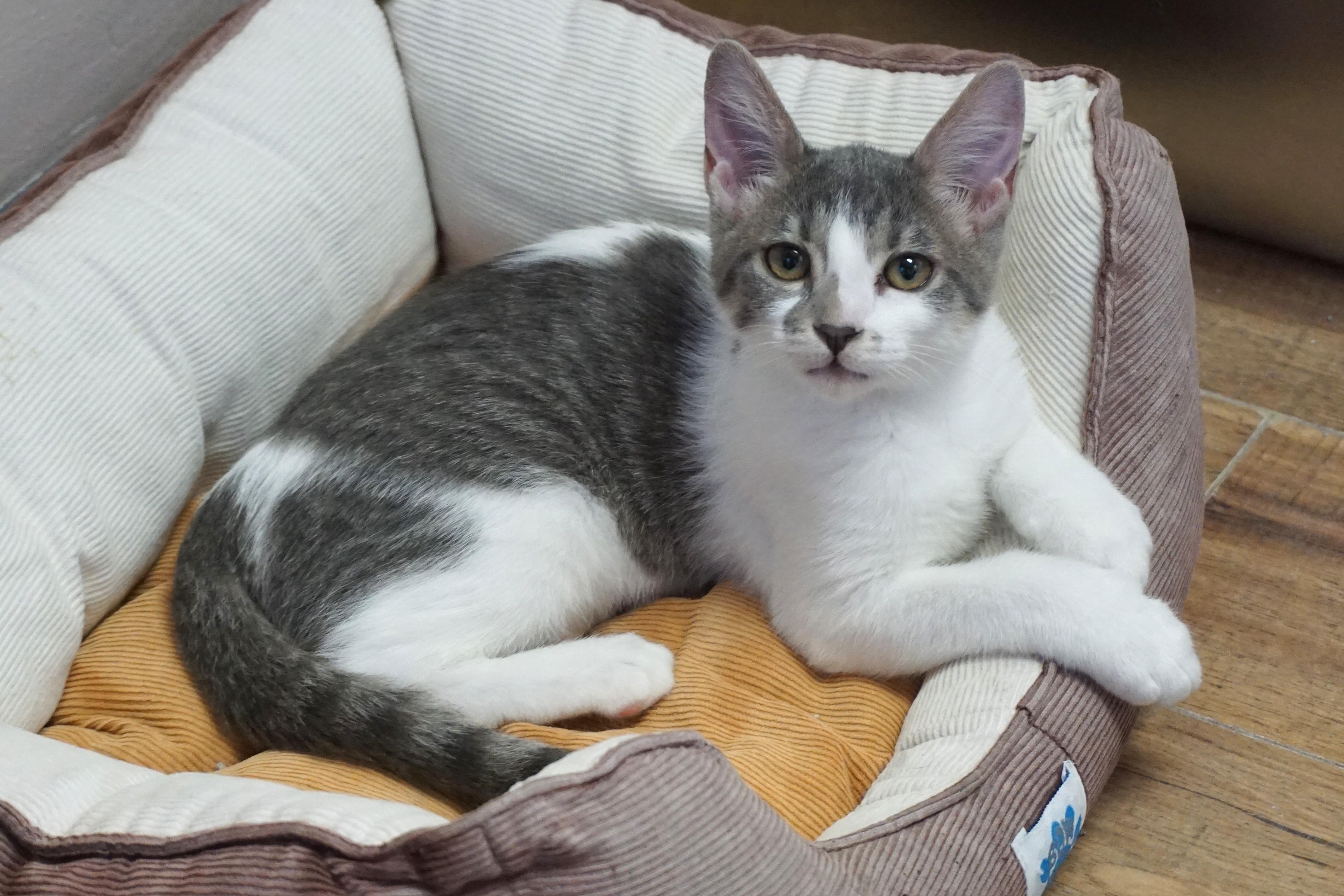 Music, Adoptable, Kitten Female Domestic Short Hair.