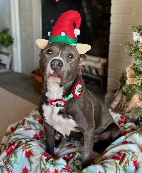 Enlarge Evie, a Adopted mixed breed in Stamford, CT image 2/6