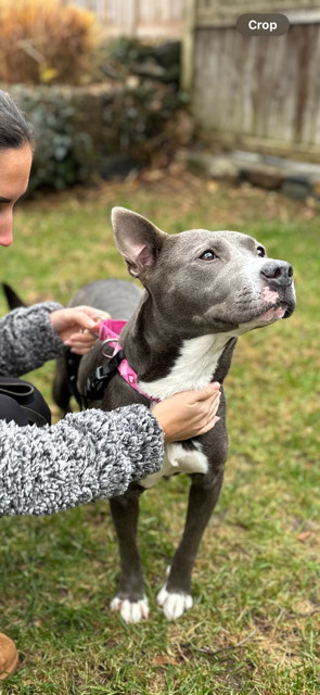 Enlarge Evie, a Adopted mixed breed in Stamford, CT image 3/6