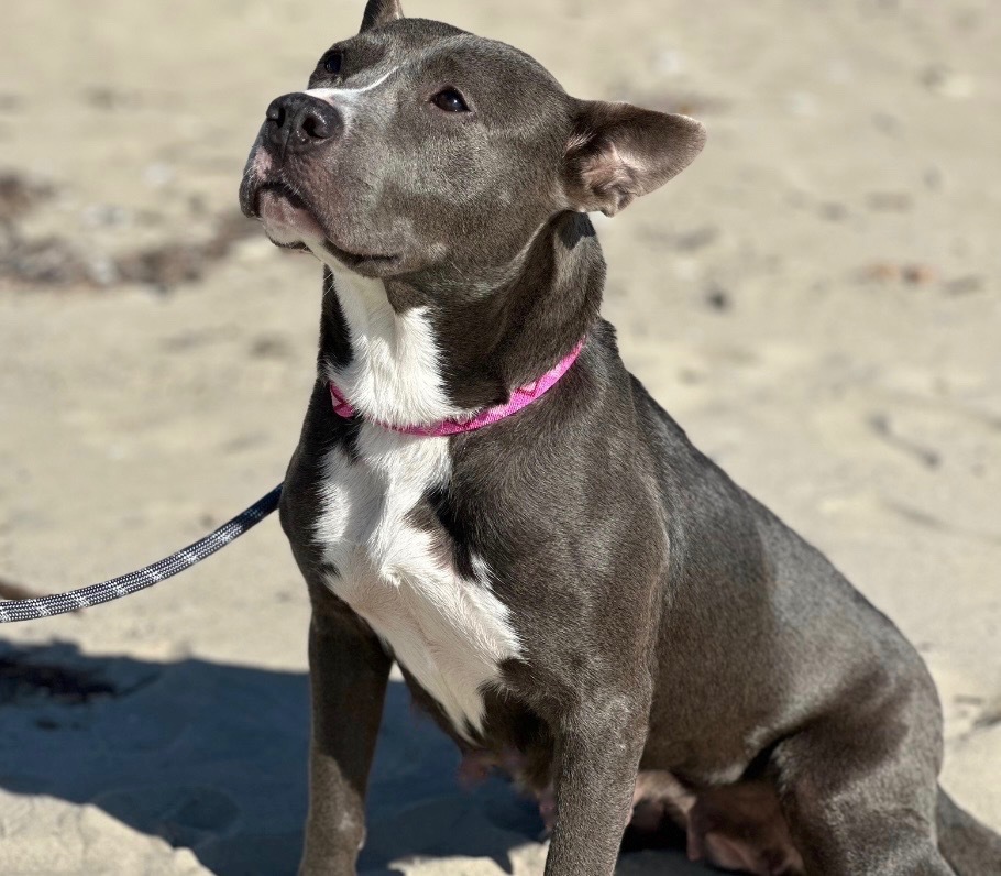 Enlarge Evie, a Adopted mixed breed in Stamford, CT image 4/6