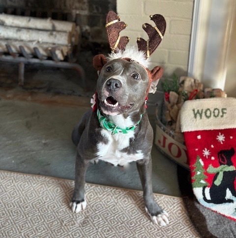 Enlarge Evie, a Adopted mixed breed in Stamford, CT image 5/6