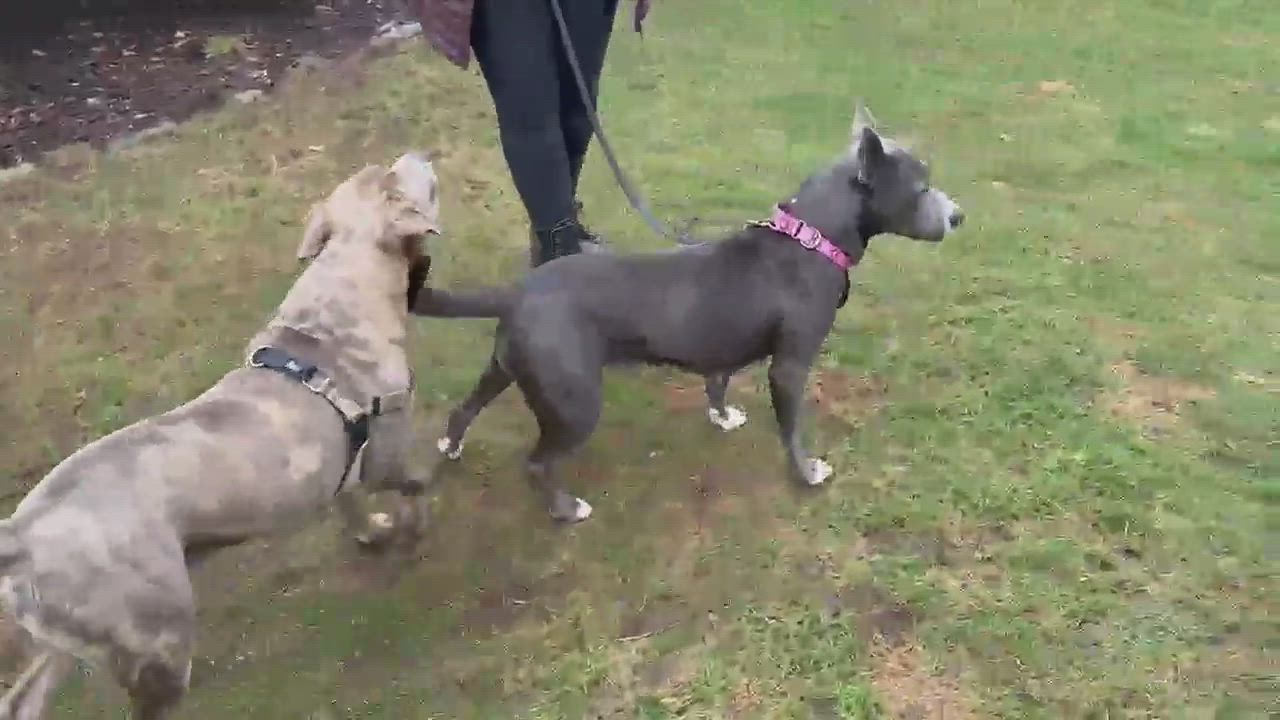 Enlarge Evie, a Adopted mixed breed in Stamford, CT video 6/6