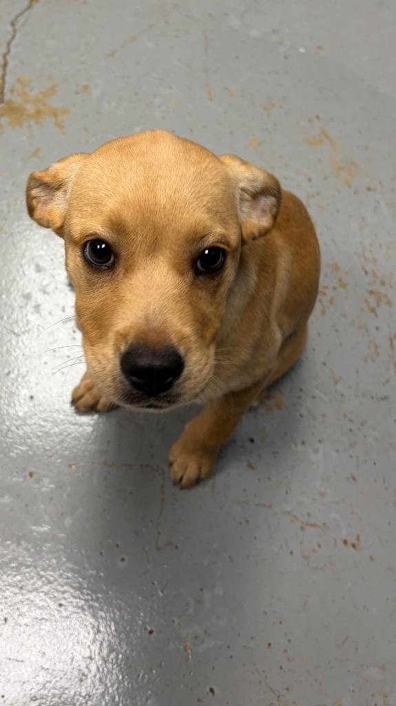 Rainy, Adoptable, Puppy Female Chihuahua.