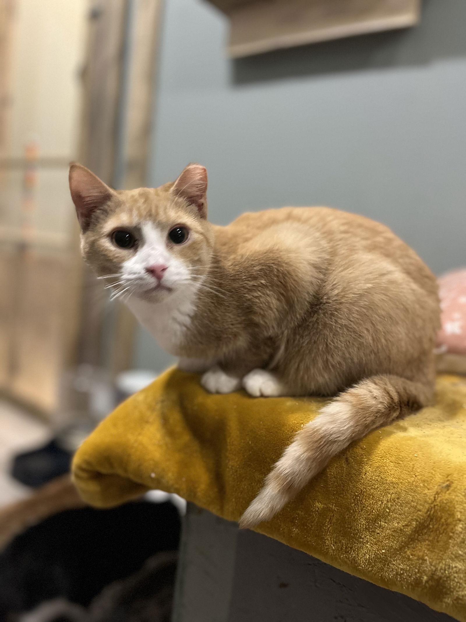 Sherbet, a Adoptable Domestic Medium Hair in Zimmerman, MN image 1/2