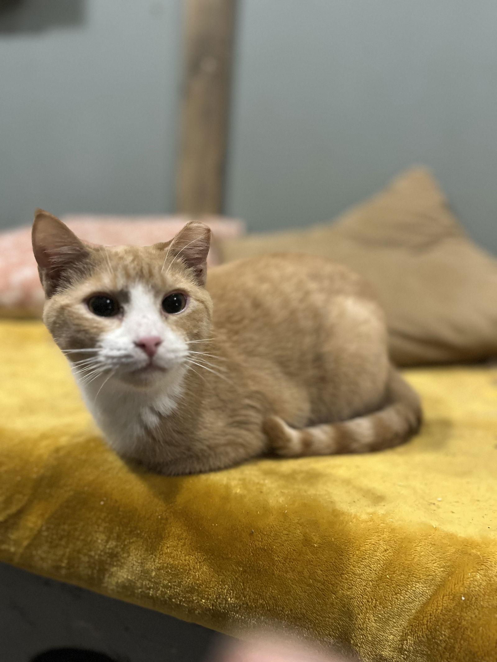 Sherbet, a Adoptable Domestic Medium Hair in Zimmerman, MN image 2/2