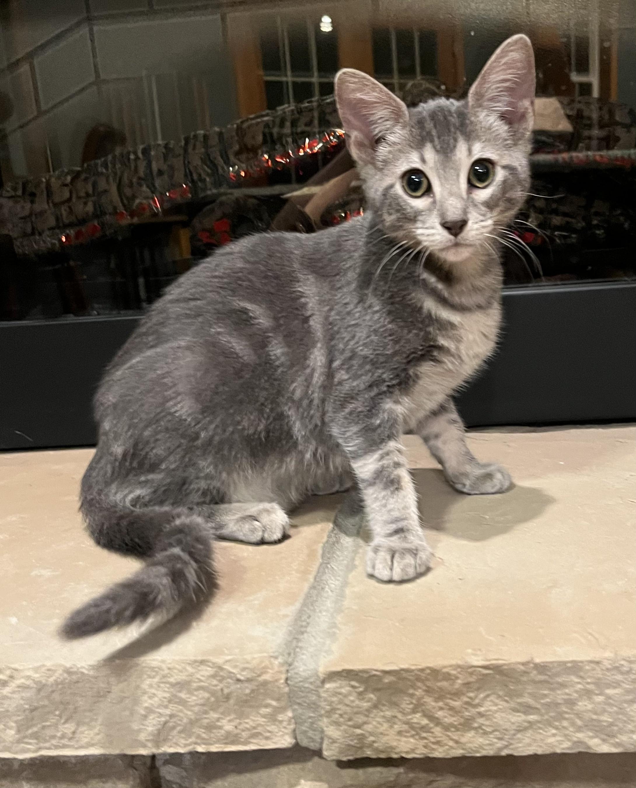 Ella, Adoptable, Young Female Domestic Short Hair.