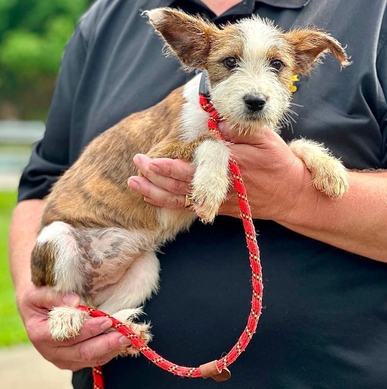 Uhura - ADOPTED, adopted, Puppy Female Australian Cattle Dog / Blue Heeler.
