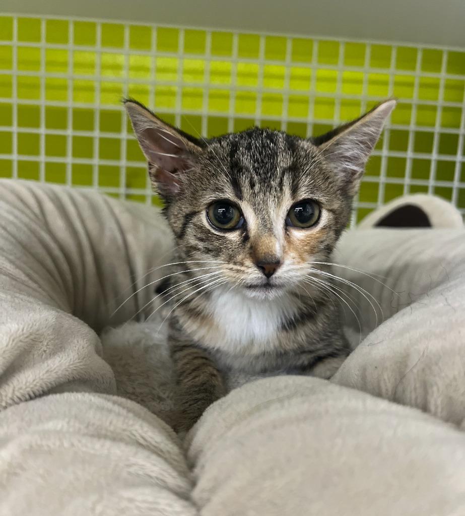 Europe, Adoptable, Kitten Female Domestic Short Hair.