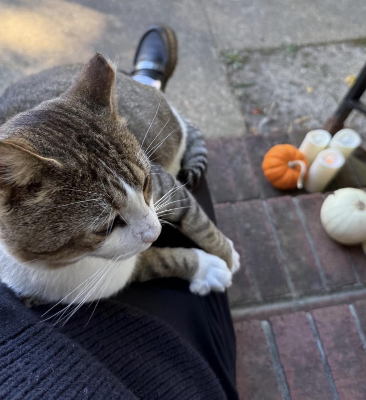 Enlarge Bingsley, a Adoptable mixed breed in Richmond, VA image 3/3