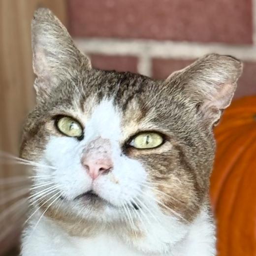 Bingsley, Adoptable, Young Male Domestic Short Hair.