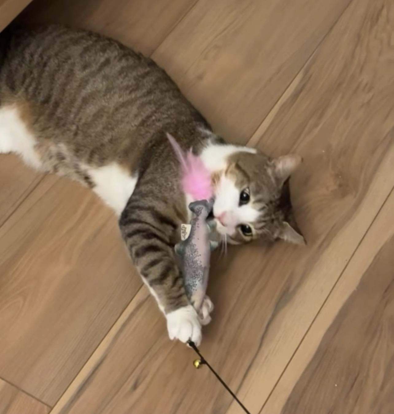 Enlarge Bingsley, a Adoptable mixed breed in Richmond, VA image 2/3