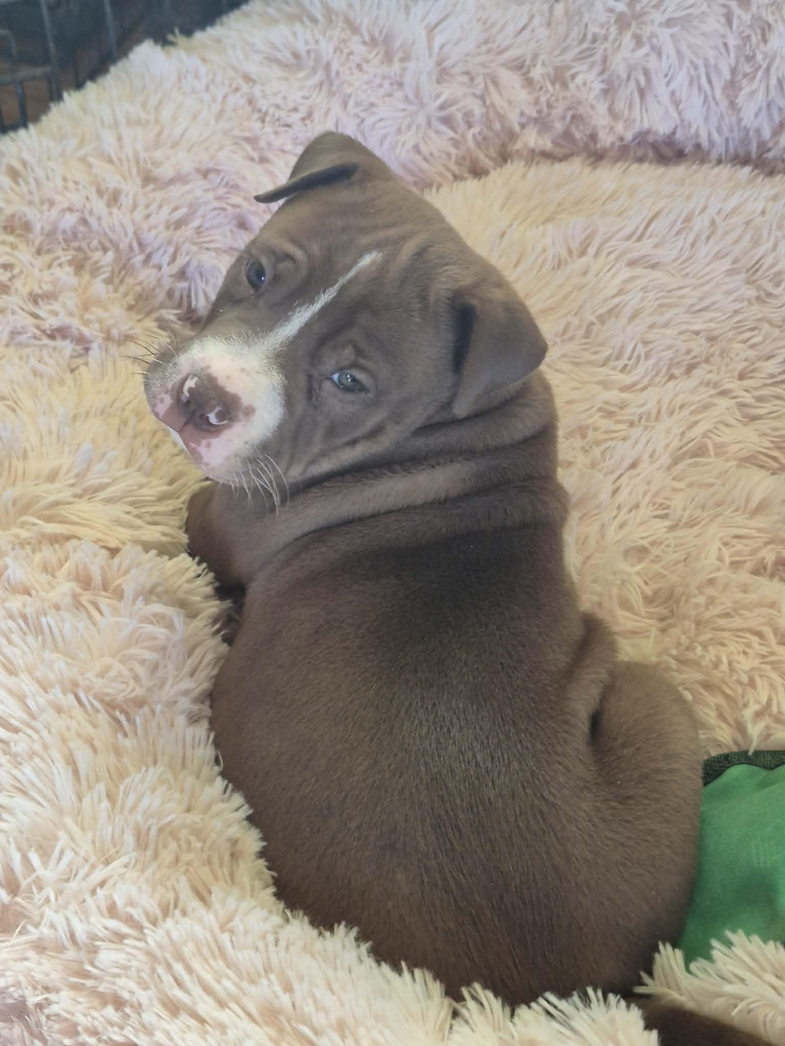 Enlarge Clover, a ADOPTABLE American Bulldog in Byron, IL image 2/4