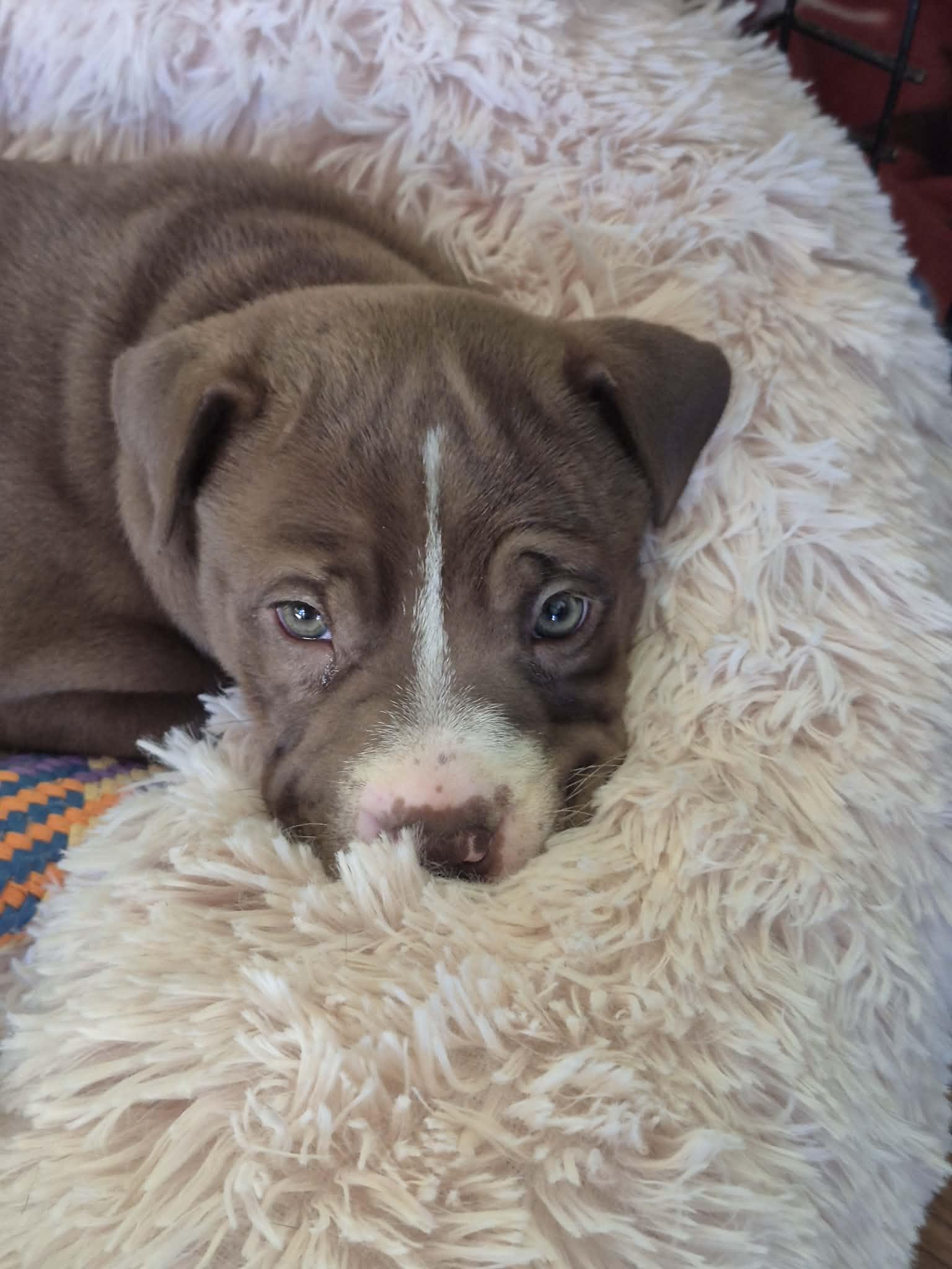 Clover, ADOPTABLE, Puppy Female American Bulldog.