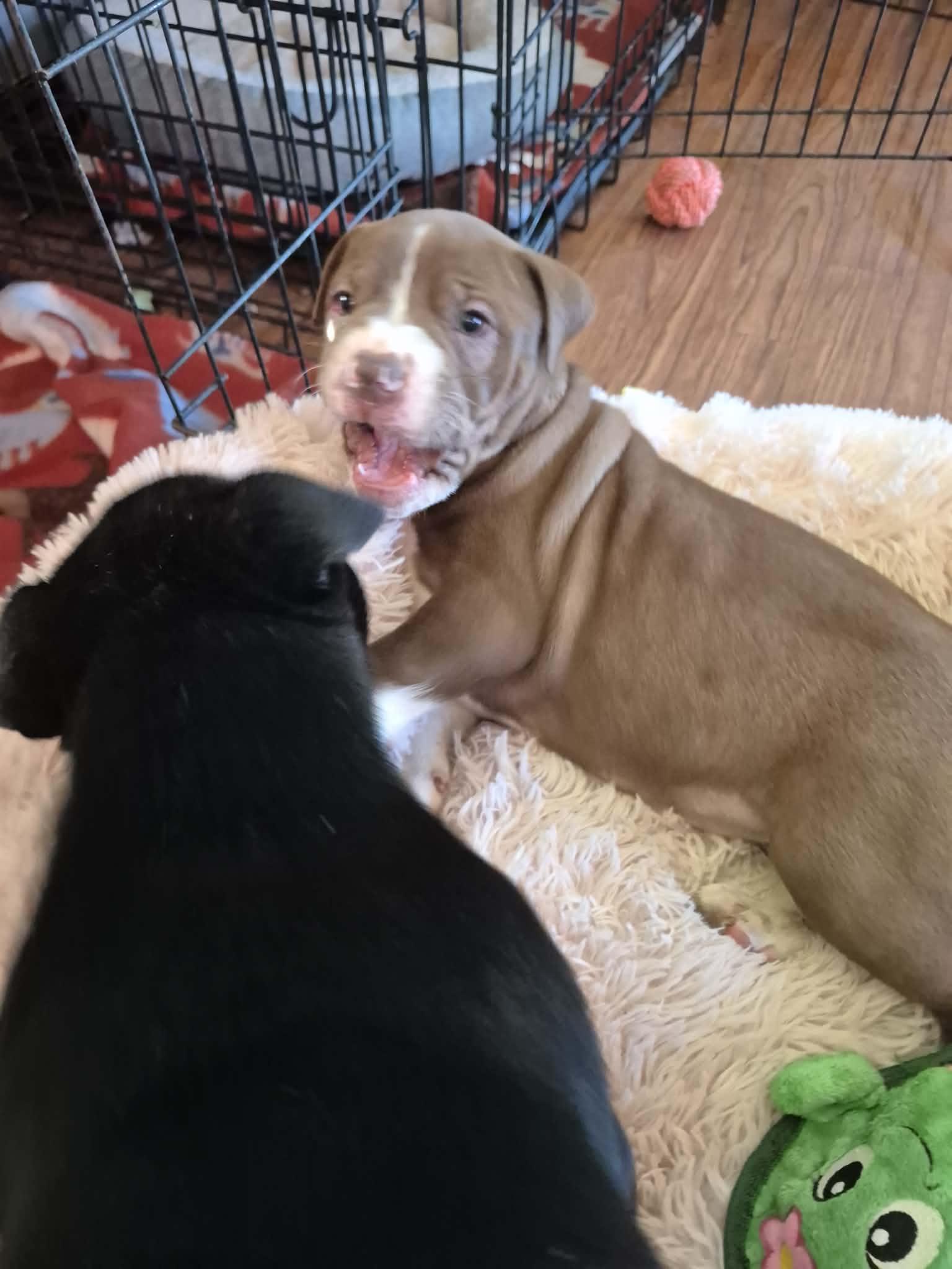 Enlarge Clover, a ADOPTABLE American Bulldog in Byron, IL image 4/4