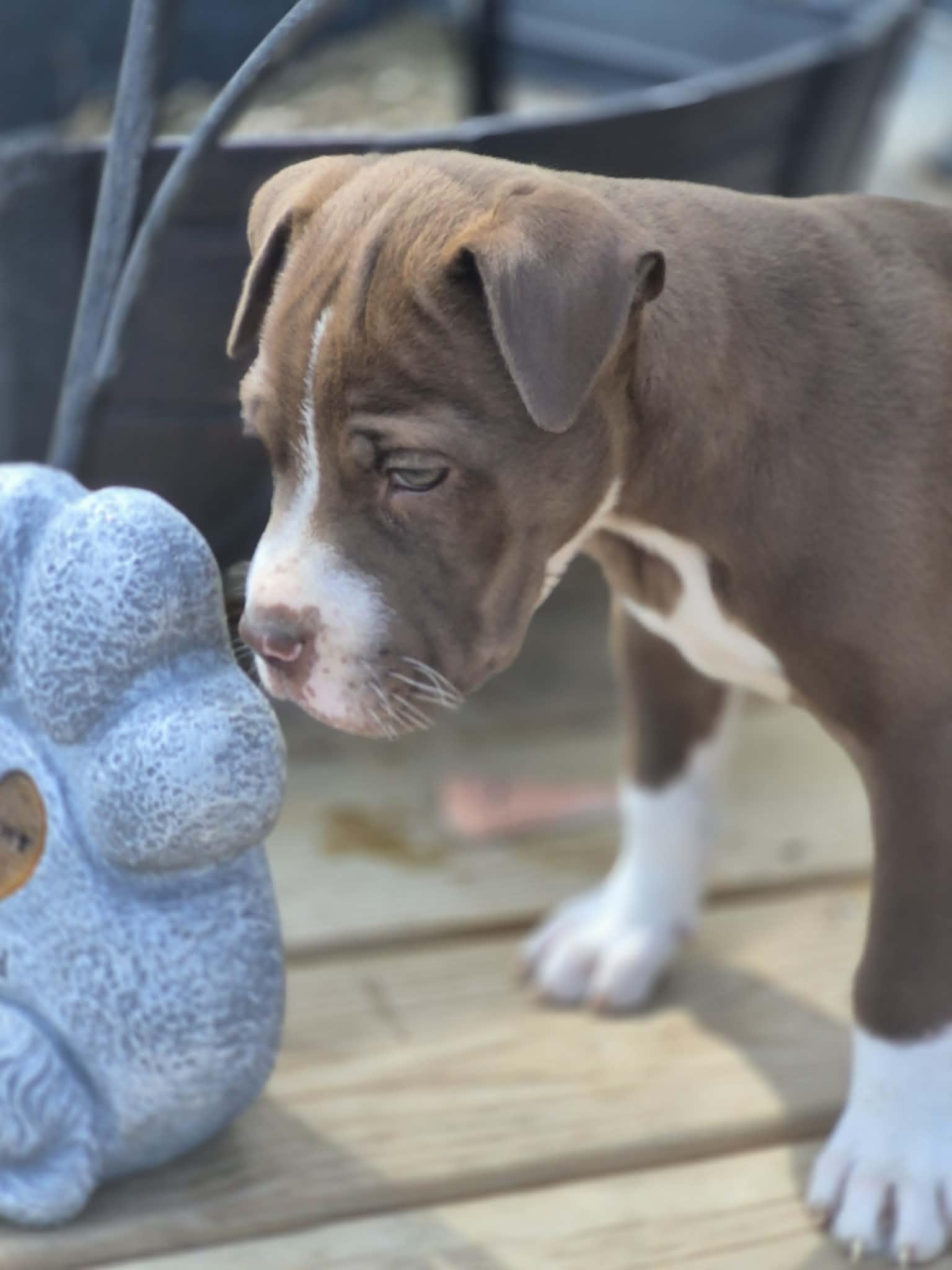 Enlarge Clover, a ADOPTABLE American Bulldog in Byron, IL image 3/4