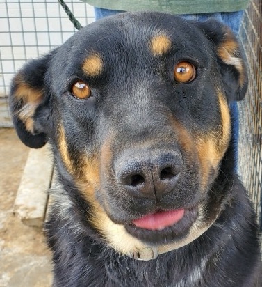 Princess, Adoptable, Adult Female Rottweiler.