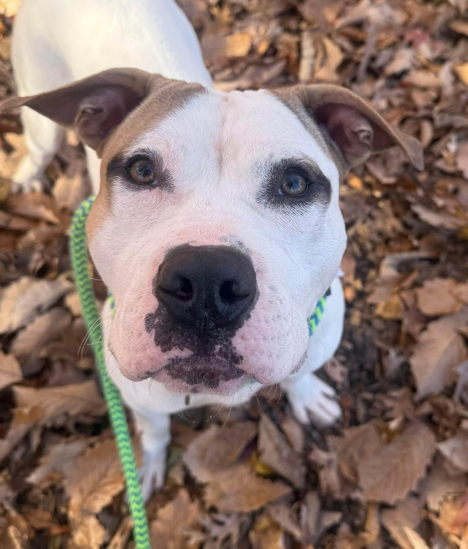 Bo (ID 48210/3781), Adoptable, Adult Male Pit Bull Terrier.