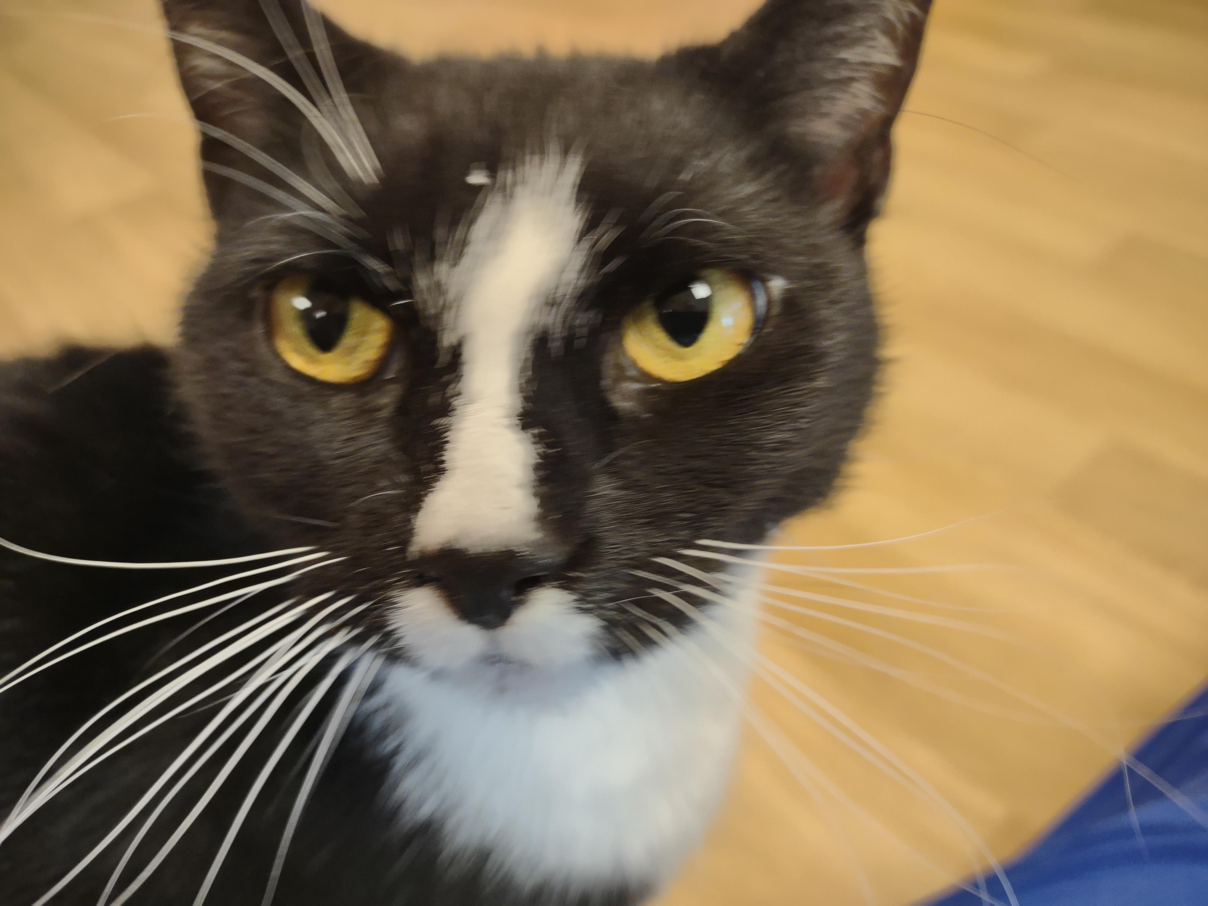 Callie, a ADOPTABLE mixed breed in Montour Falls, NY image 5/5