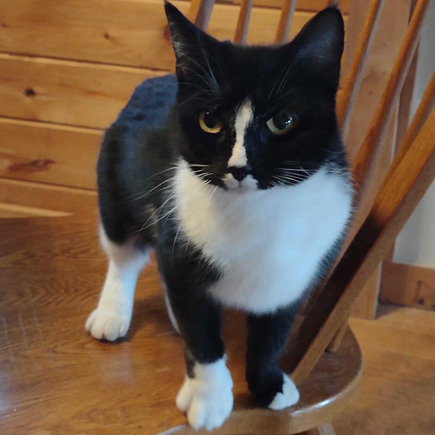 Callie, ADOPTABLE, Adult Female Tuxedo & Domestic Short Hair.