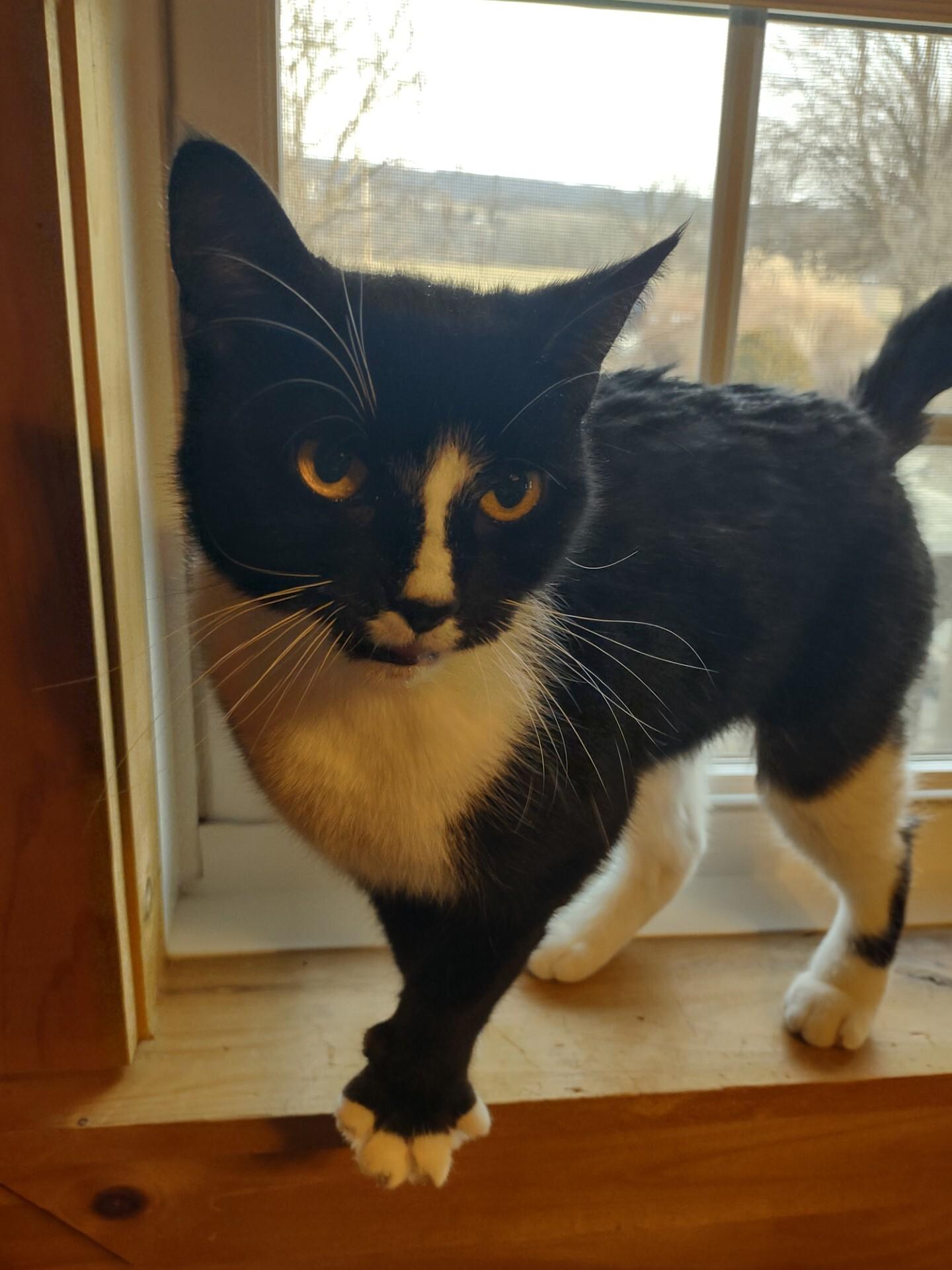 Callie, a ADOPTABLE mixed breed in Montour Falls, NY image 4/5