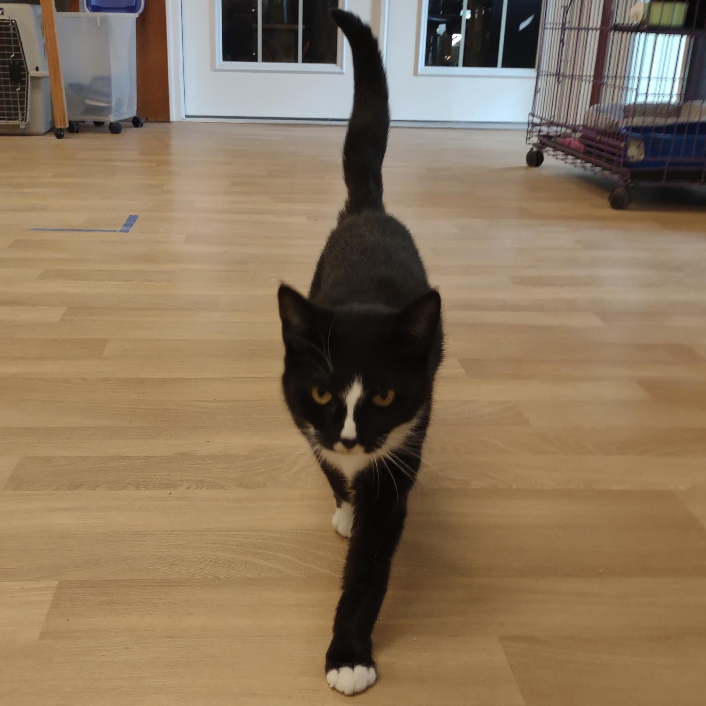 Callie, a ADOPTABLE mixed breed in Montour Falls, NY image 2/5