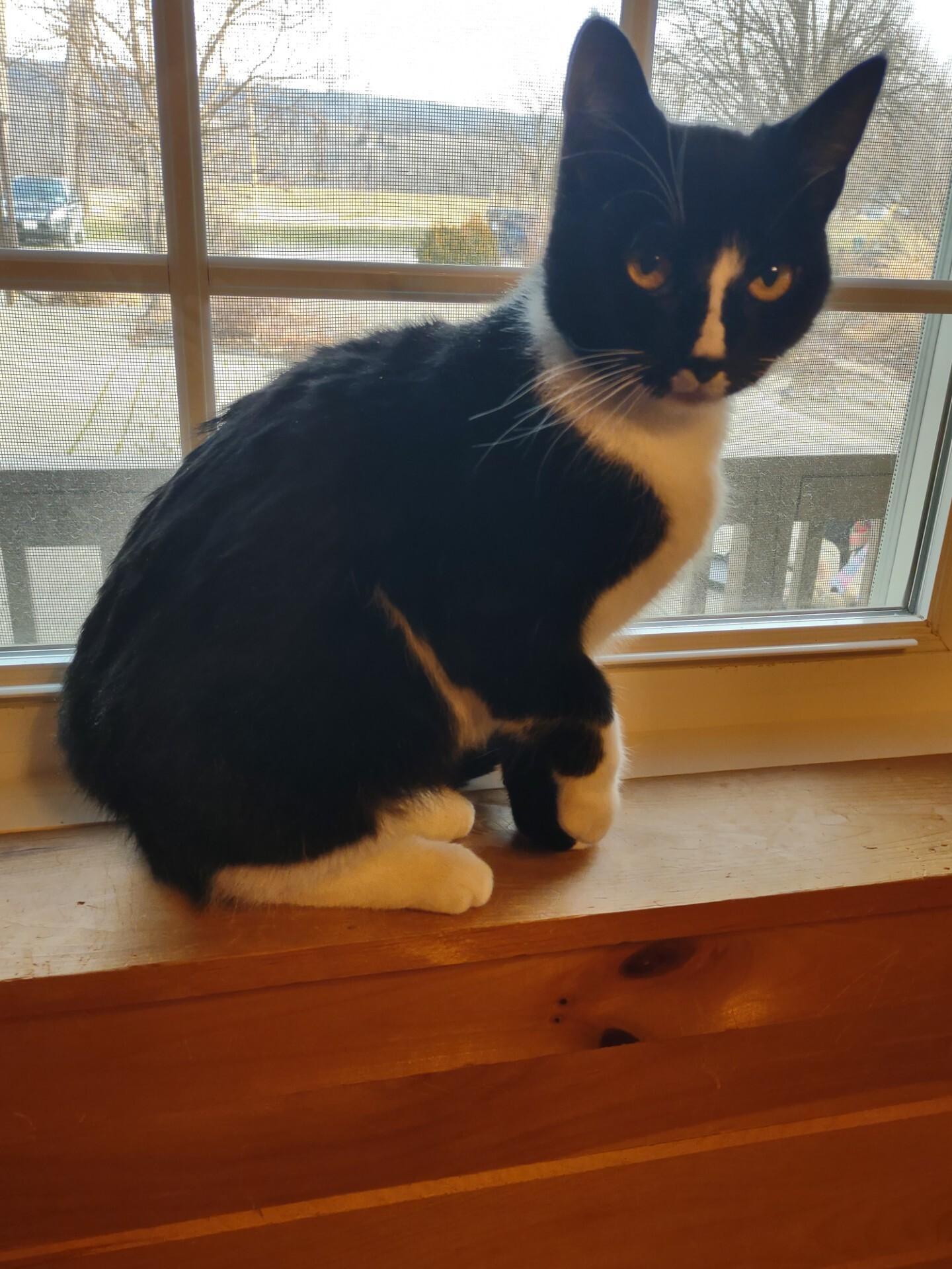 Callie, a ADOPTABLE mixed breed in Montour Falls, NY image 3/5