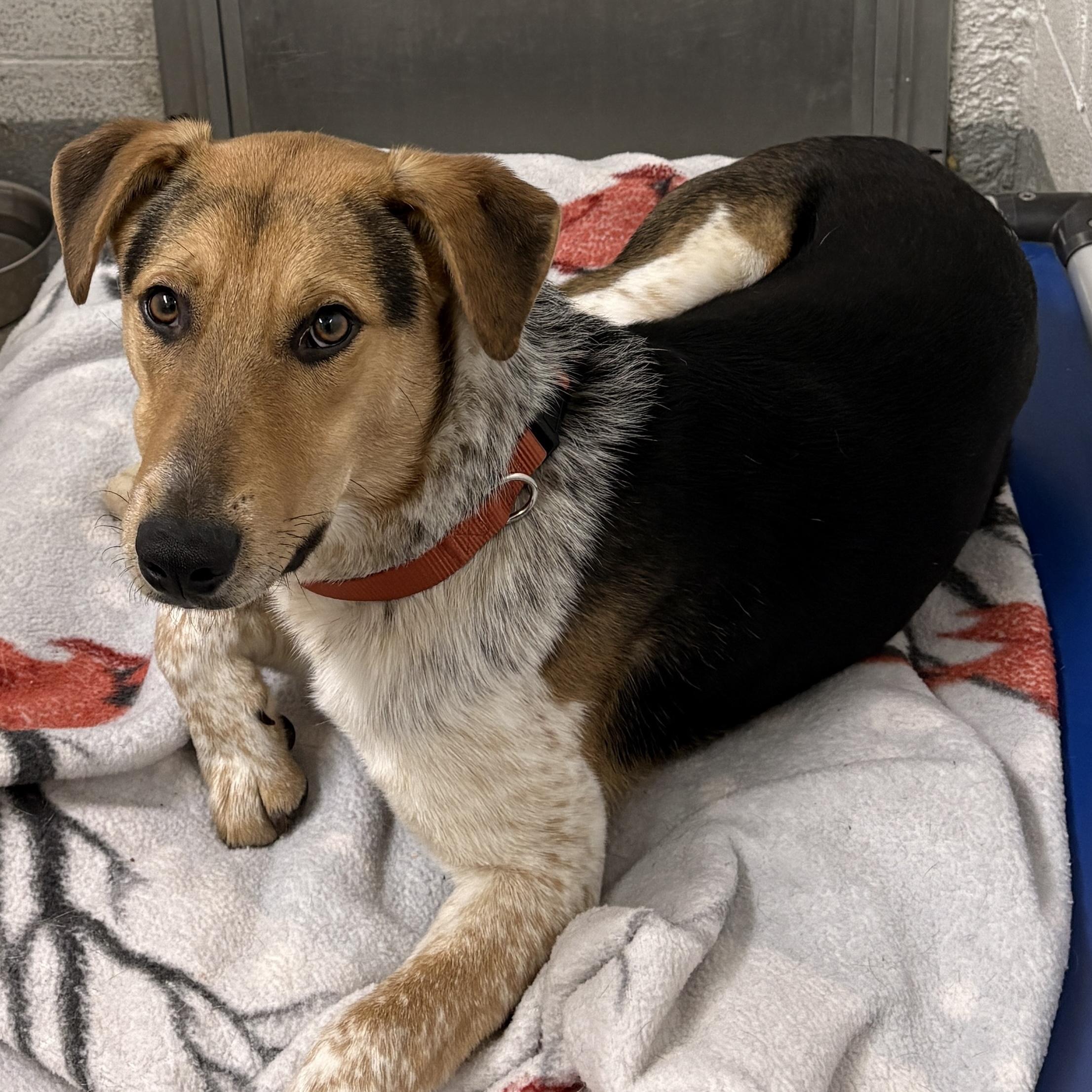 Stripe, a Adoptable Mixed Breed in Beacon, NY image 5/6