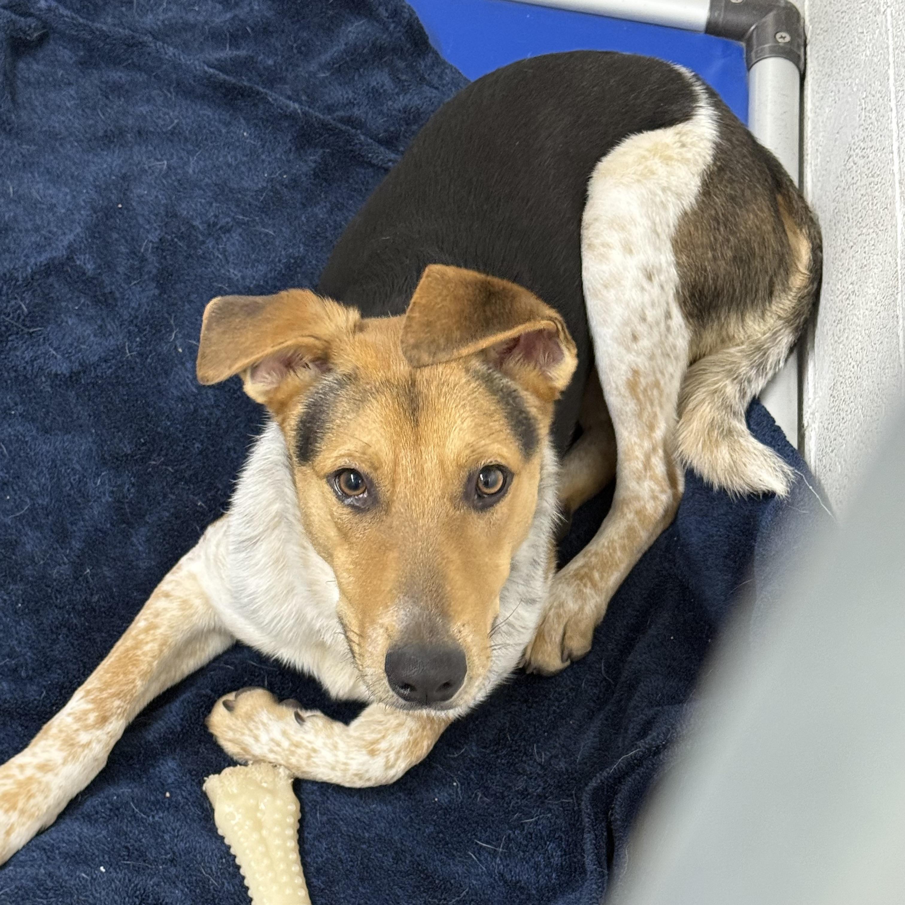 Stripe, a Adoptable Mixed Breed in Beacon, NY image 3/6