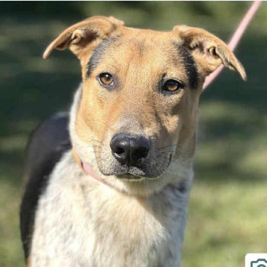 Stripe, a Adoptable Mixed Breed in Beacon, NY image 4/6