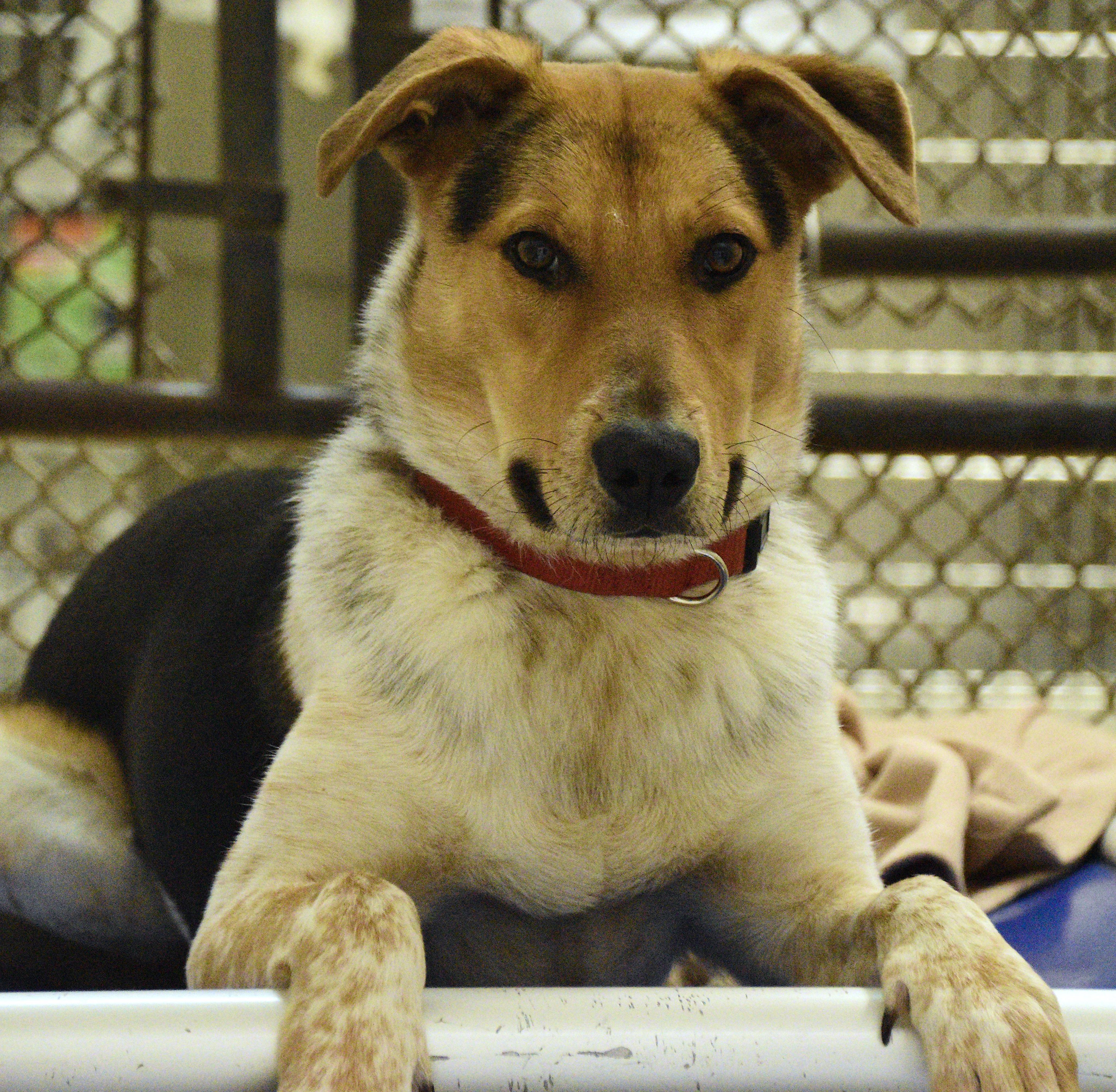 Stripe, a Adoptable Mixed Breed in Beacon, NY image 1/6