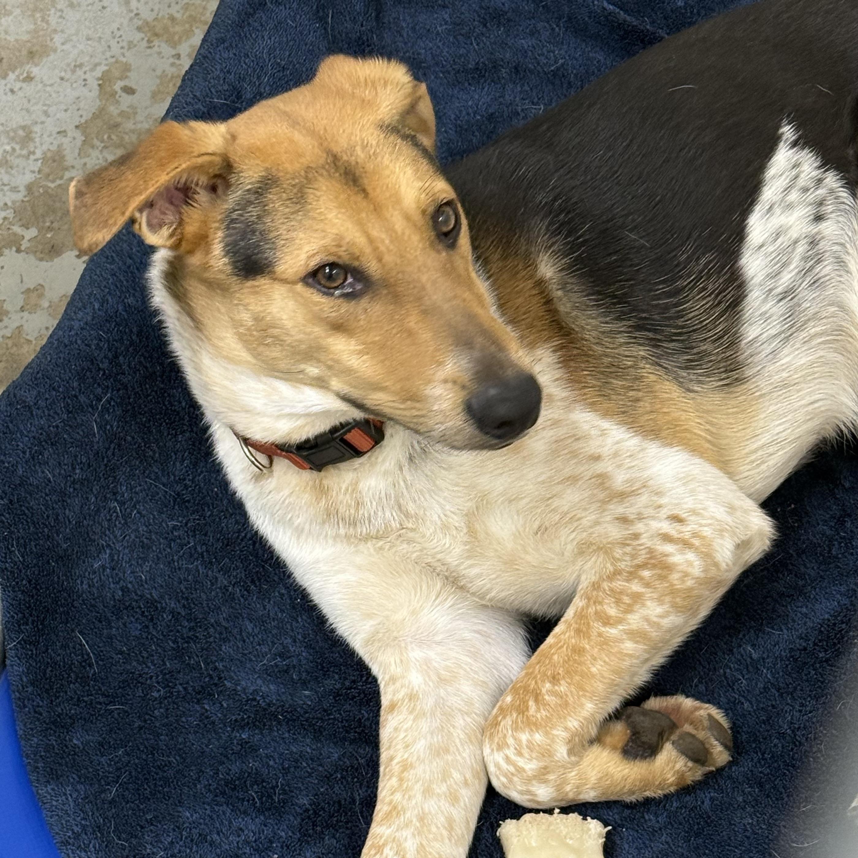 Stripe, a Adoptable Mixed Breed in Beacon, NY image 2/6