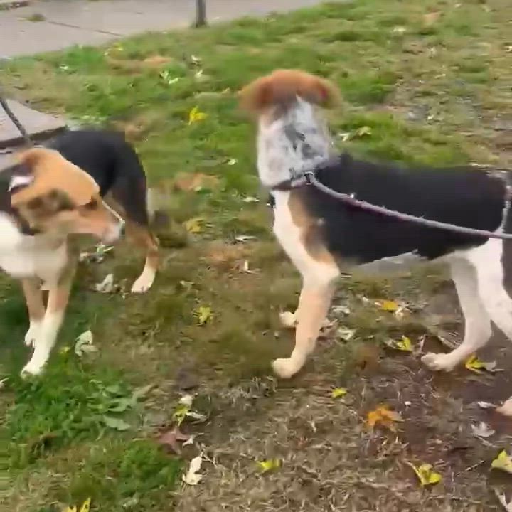 Enlarge Stripe, a Adoptable Mixed Breed in Beacon, NY video 6/6