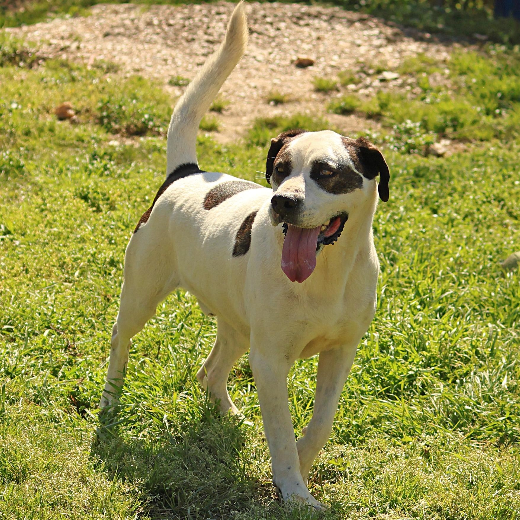 Enlarge Rex, a Adoptable mixed breed in Hot Springs, AR image 2/2